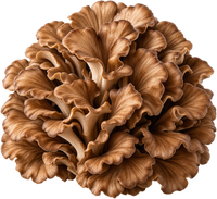 Maitake